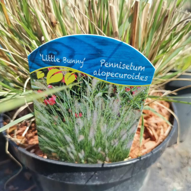 342821072_1949565172043699_926069552233273957_n