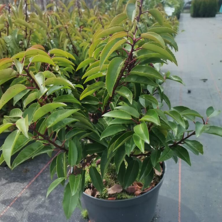 343296776_240439338648492_4745607910933260050_n