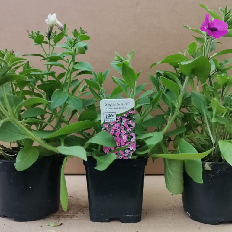 343575533_945403113267697_8345415043121574087_n