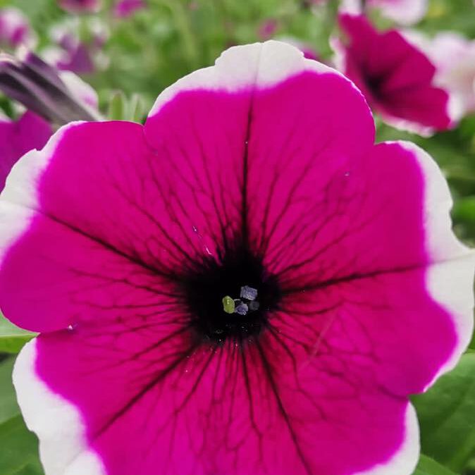 343632924_761814552019179_4841175372940563361_n