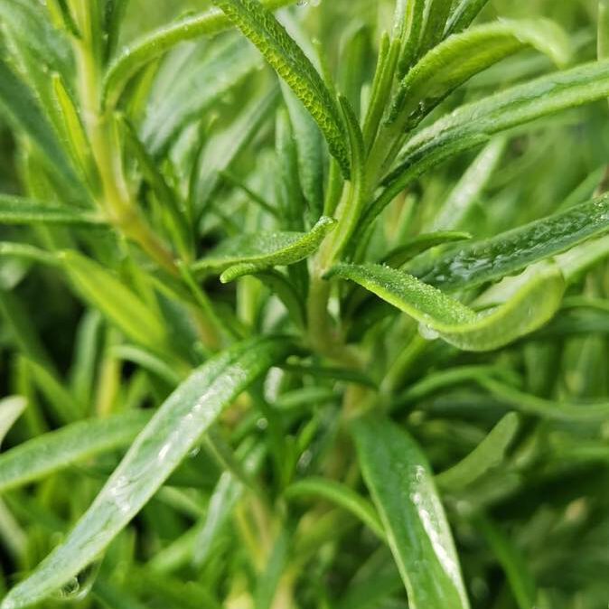 343694402_3129999100479916_4532433026458037713_n