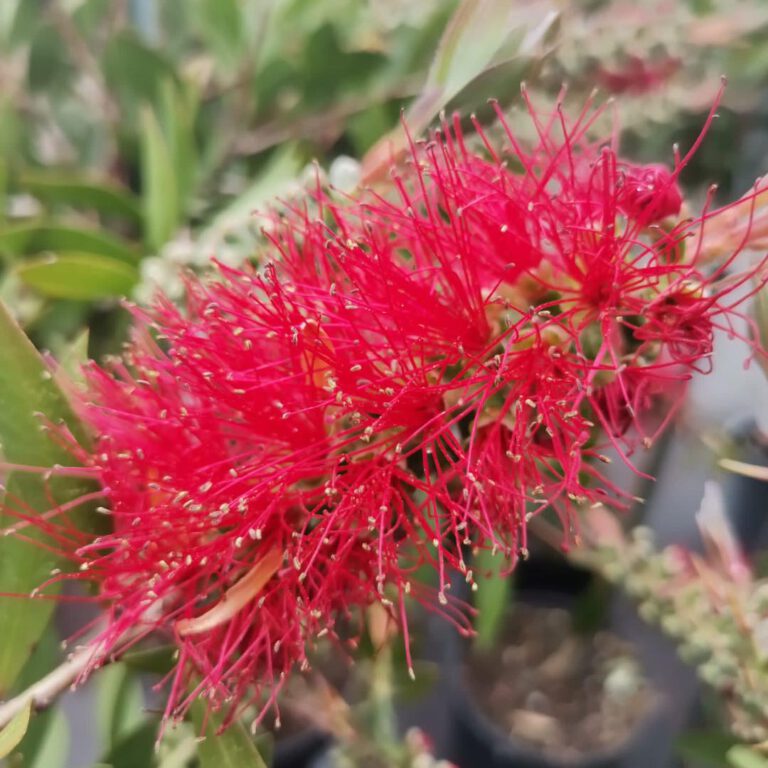 344743303_258977846590393_2673347023880555515_n