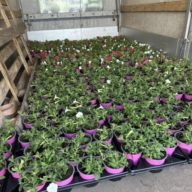 345653276_804403067768805_4718525887411962235_n