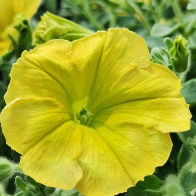 346782205_1419605208793792_7019592427920664708_n