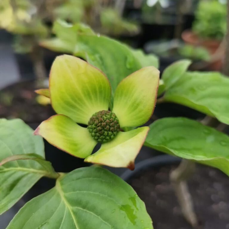 346941029_246425801393256_604460539027188730_n