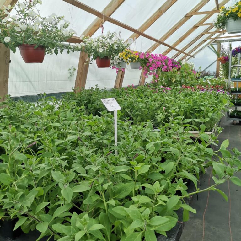 347123503_1040327953604578_7221266831535665072_n