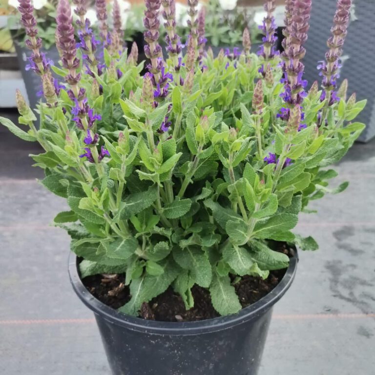 348905530_658142409659516_6789301405294388792_n