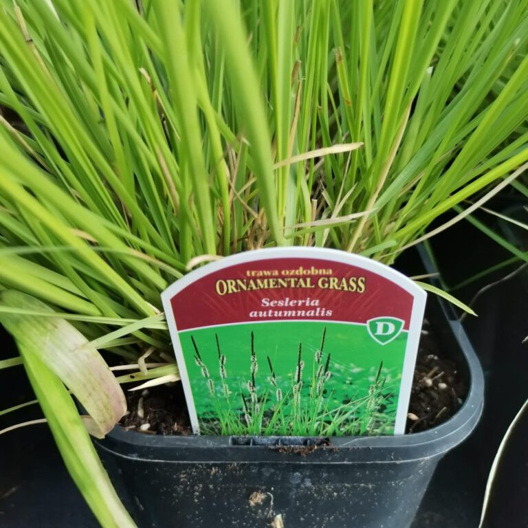 350450851_1336795876870447_8597844623324989307_n