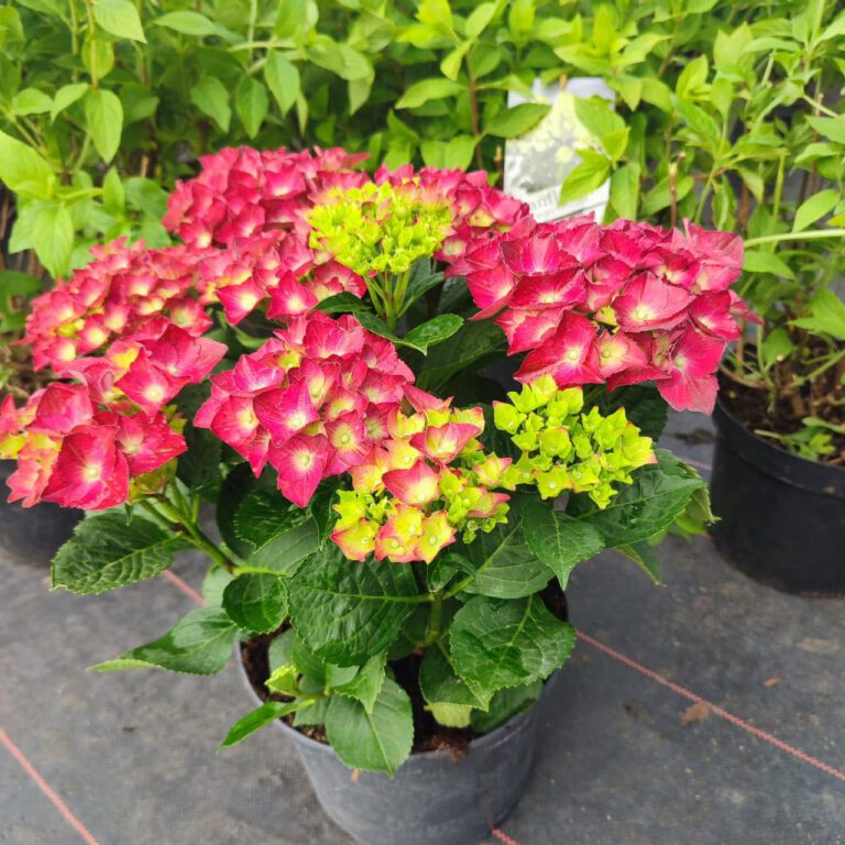 354030996_730890149045573_7186996447003878275_n