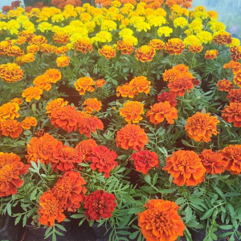 357083677_740724201395501_5395173291312438946_n