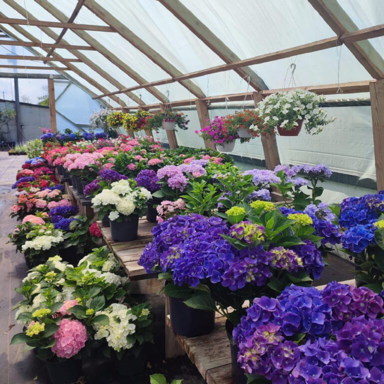 347405662_745515284249726_6805433082488378419_n