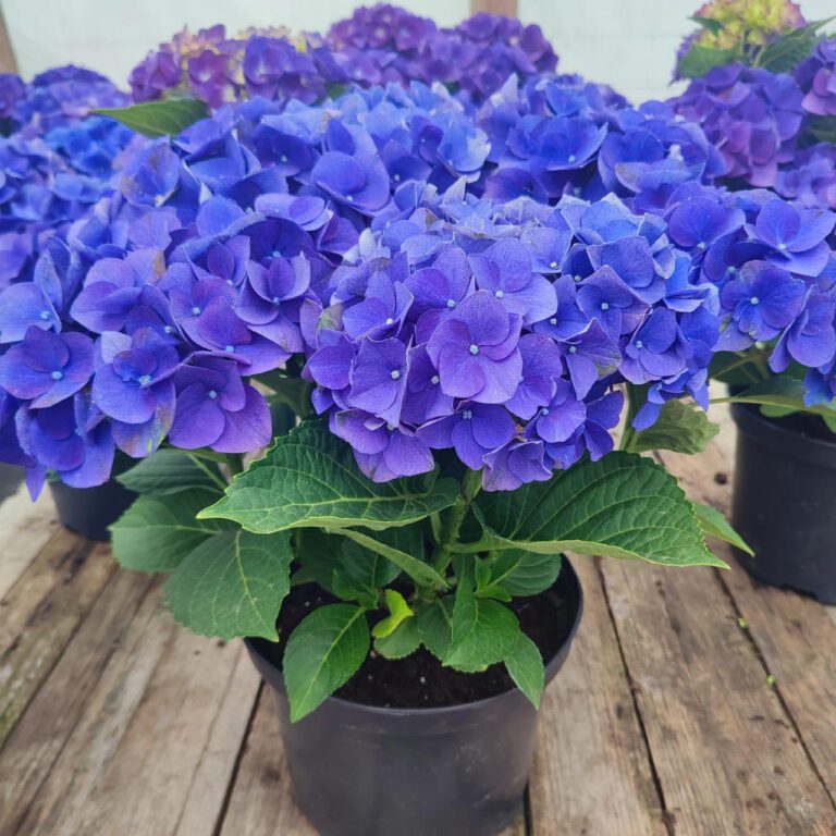 358624238_750605403740714_1139842960073432244_n