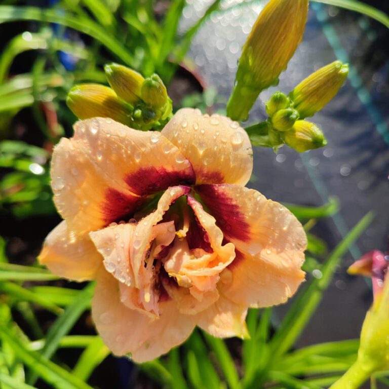 358627581_747228987411689_3530080555021015590_n