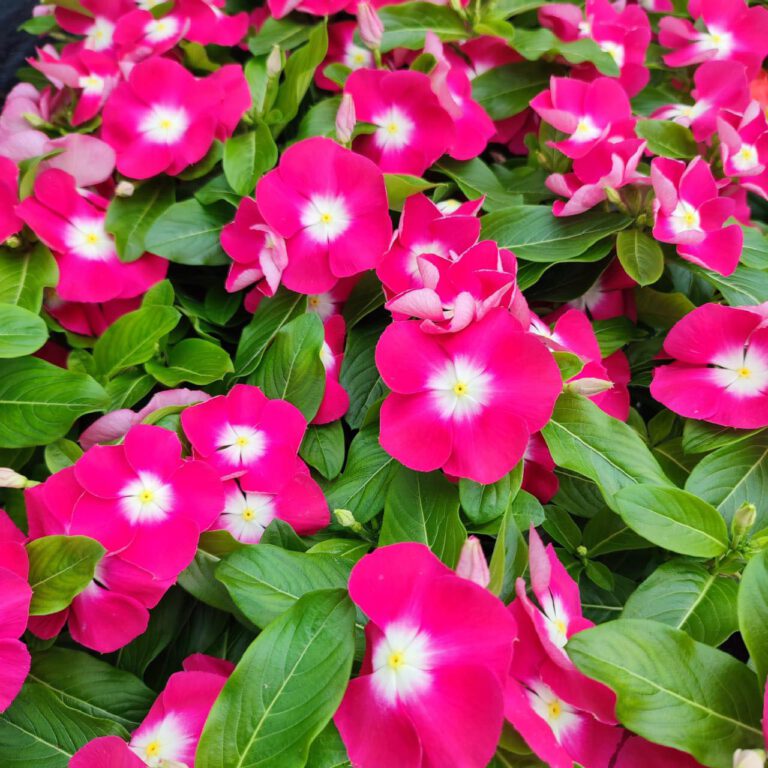 360103811_751422826992305_2238767599242736539_n