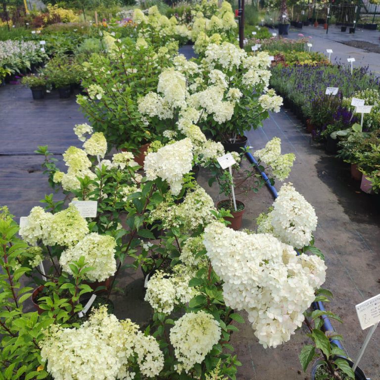 362066061_756368473164407_829770450750292903_n