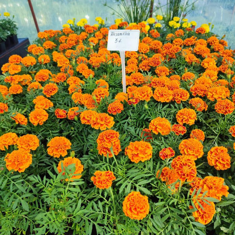 362085187_755760826558505_4952867478422750586_n