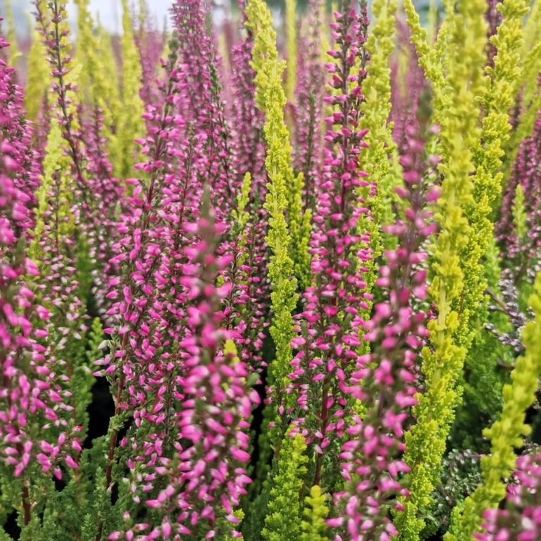 363386928_767420492059205_9104627469247818533_n