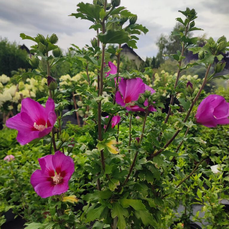 363424391_760429102758344_4967464675273676023_n