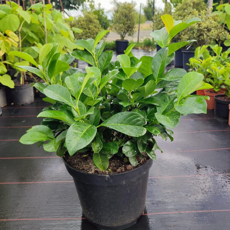 365067694_765166975617890_7580812196081063011_n