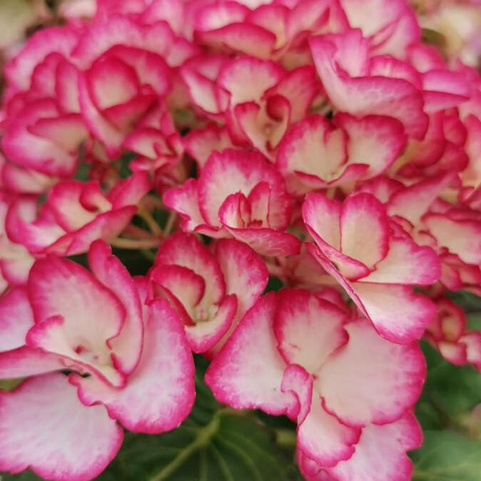 366346942_769172091884045_4258949118643342181_n