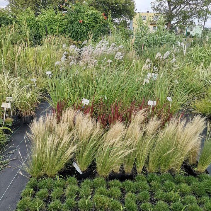 366520435_769673445167243_6223949925497626506_n