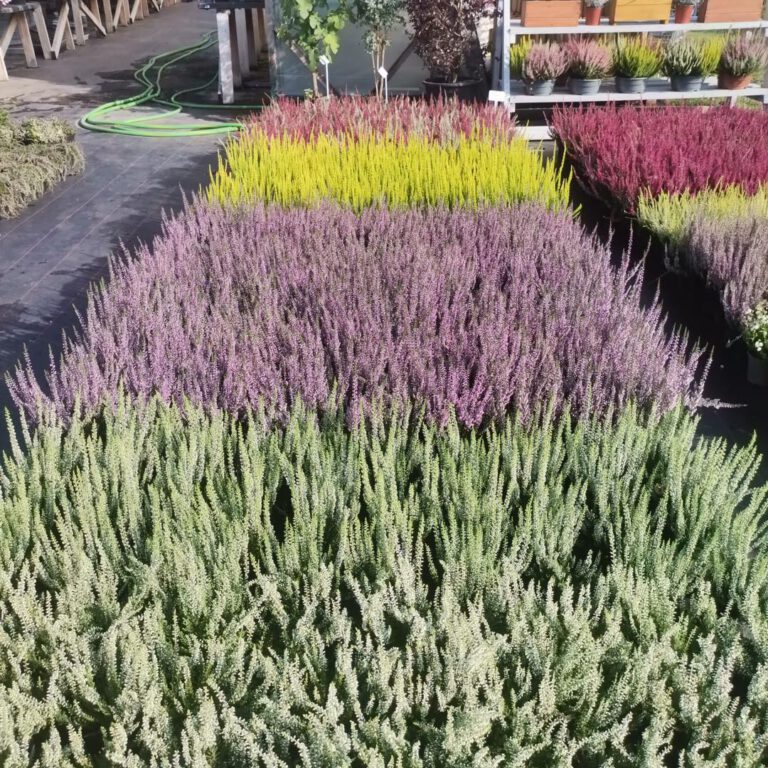 368869458_777089491092305_1784479577353048002_n