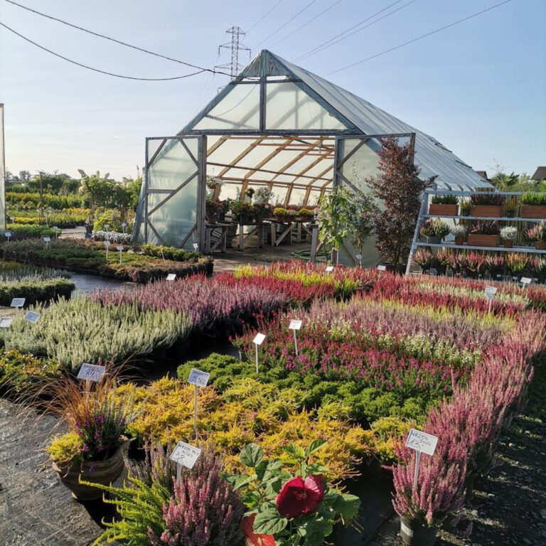 369670458_779882584146329_3949013335299932078_n