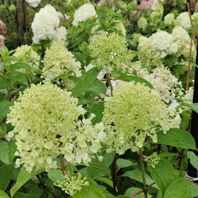 369713564_778268754307712_1563033655128205277_n