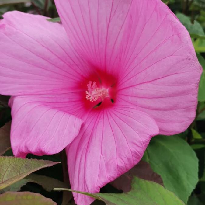 371832400_783223097145611_8344453650547538947_n