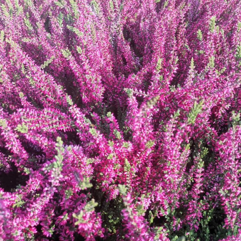 371020558_781730470628207_1112654545868944045_n