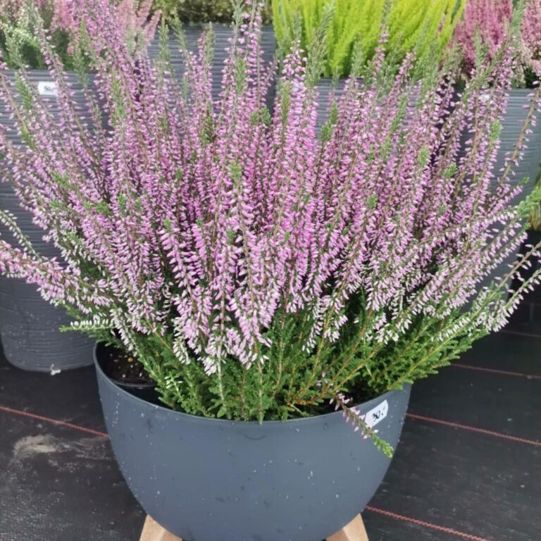 371793439_784360197031901_7317389814499545338_n