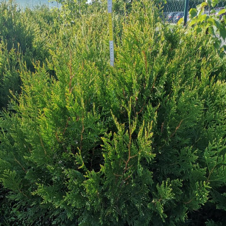 374734486_788106113323976_3157959913086224017_n