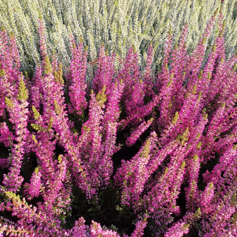 375180557_789490719852182_4805434330599686616_n