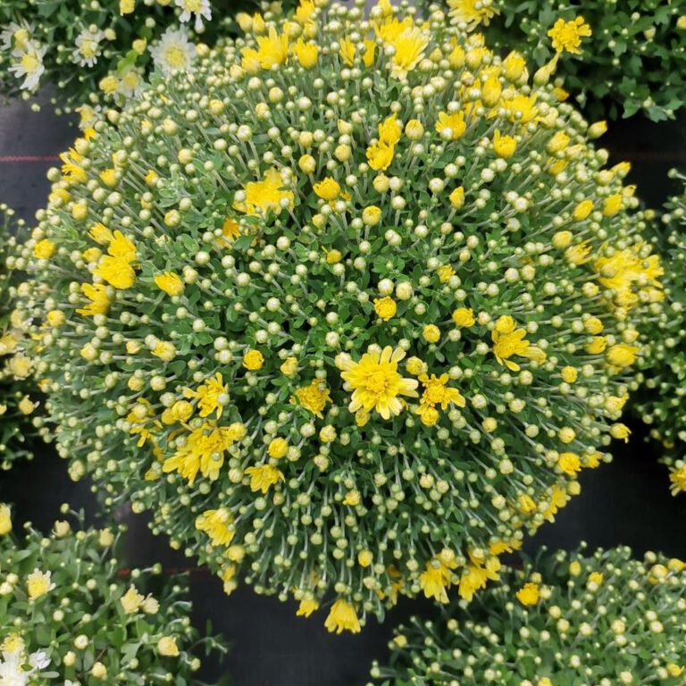 376726272_790988546369066_7617046032492337968_n