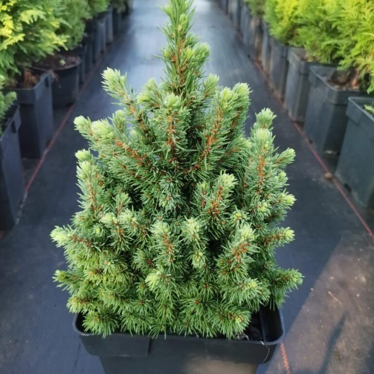 377539488_793875409413713_2797324967957815168_n