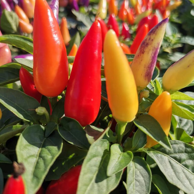 377542208_792389276228993_4754804296061993243_n