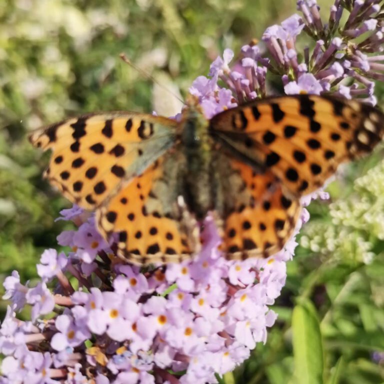 380417634_798499648951289_528339577875788420_n