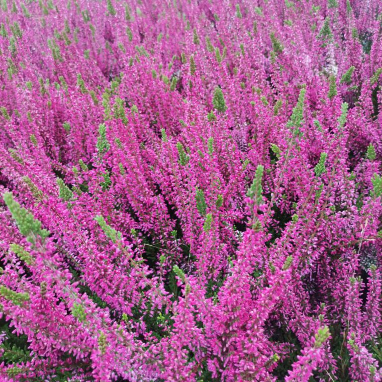 385691464_806690514798869_3479777169681107294_n