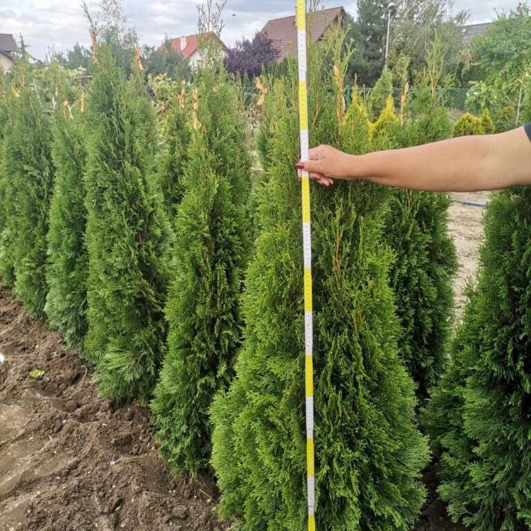 381063535_800242978776956_5586489456594681704_n