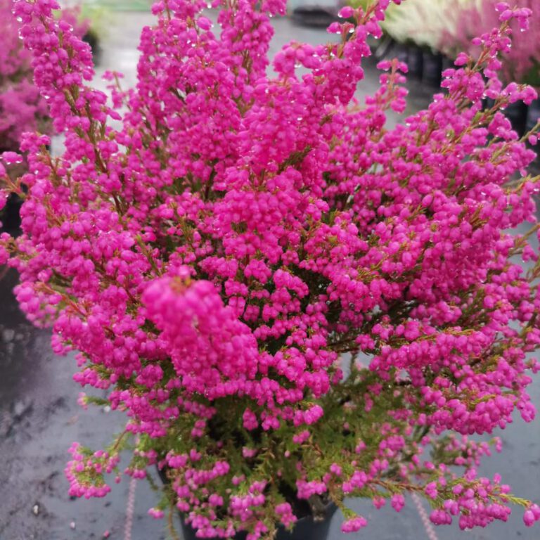 382777650_801448391989748_5350494322017840170_n