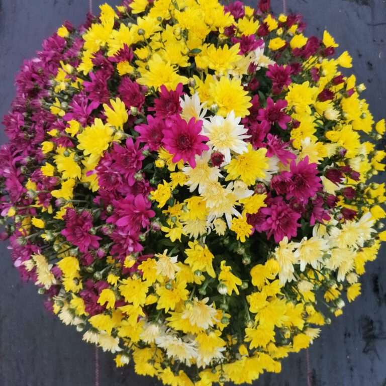 387102800_810570294410891_8169939025367388324_n