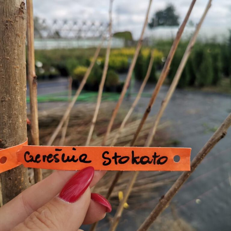 387209093_810767481057839_3838080399926238275_n