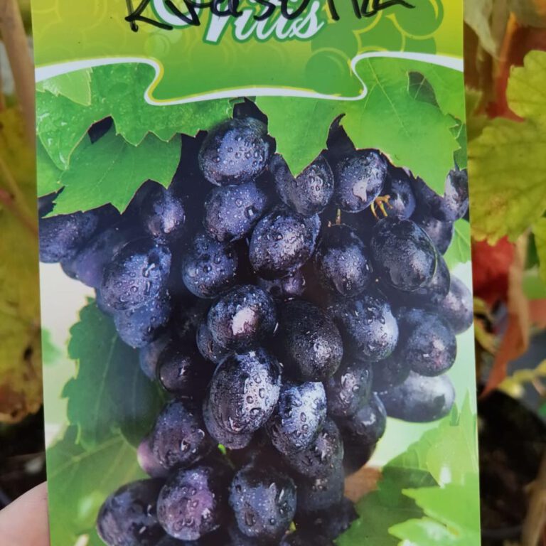 387833859_815117983956122_4490089279369872772_n