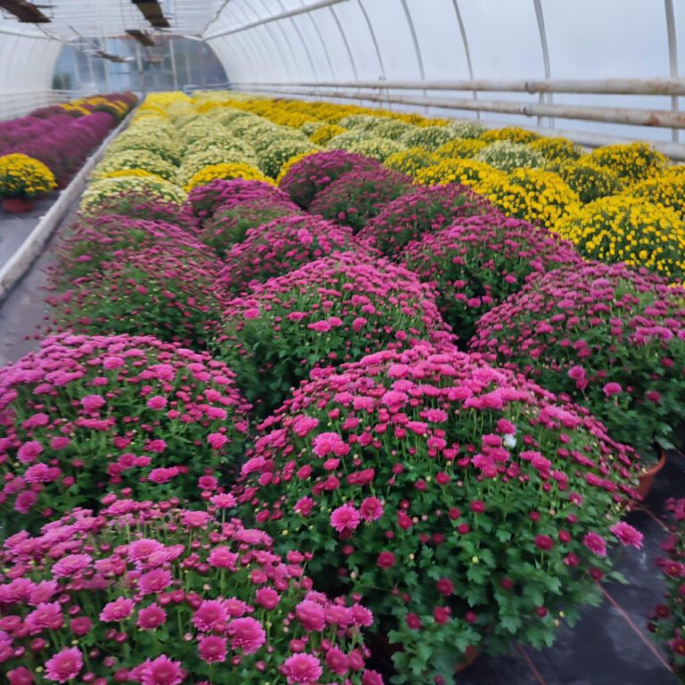 393971459_821439619990625_6704054960146333354_n