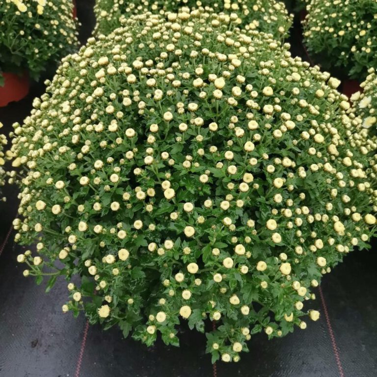 394300702_822093806591873_8518070680865201076_n