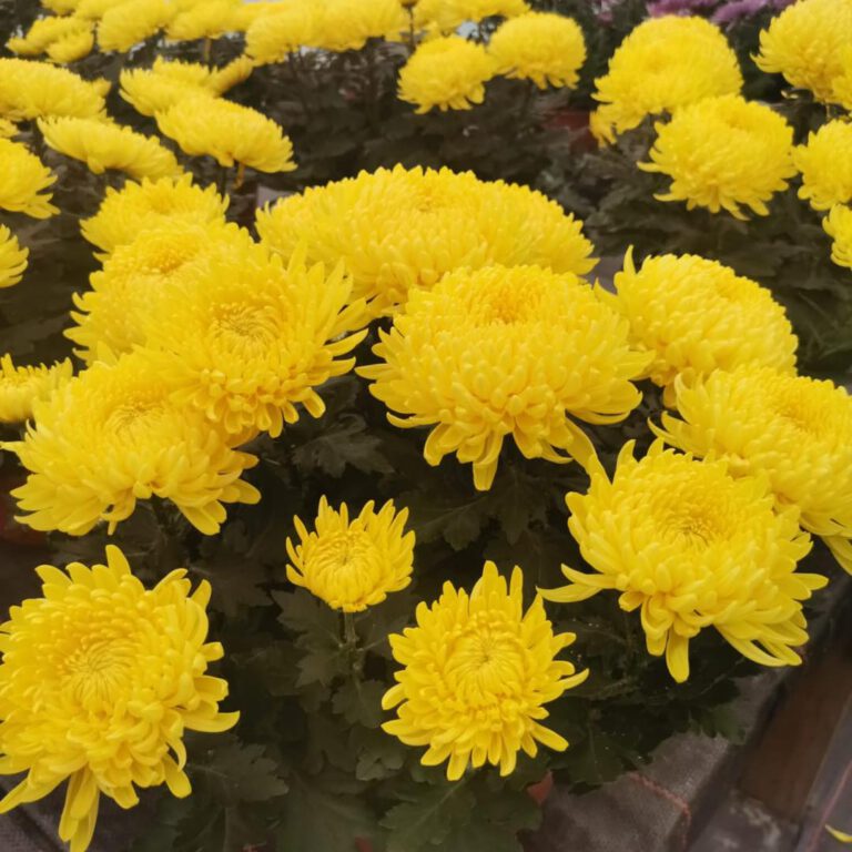 394760752_824456669688920_5999812524035341449_n