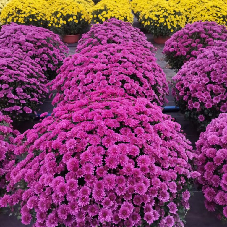 396004192_825772956223958_3741355936045252655_n