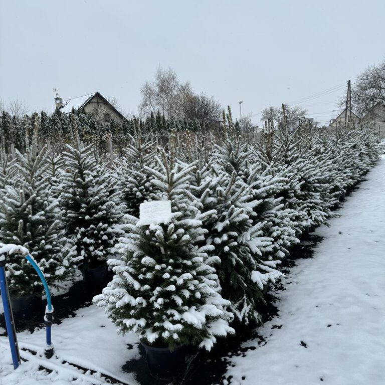 406051871_847842494017004_2482575725662602413_n