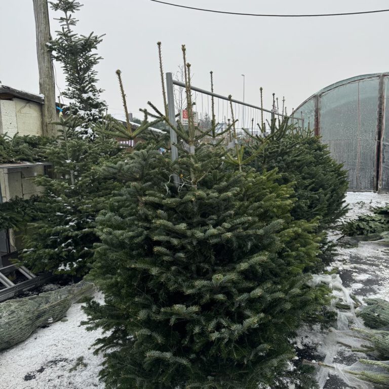 407486787_850401713761082_740731800059462944_n