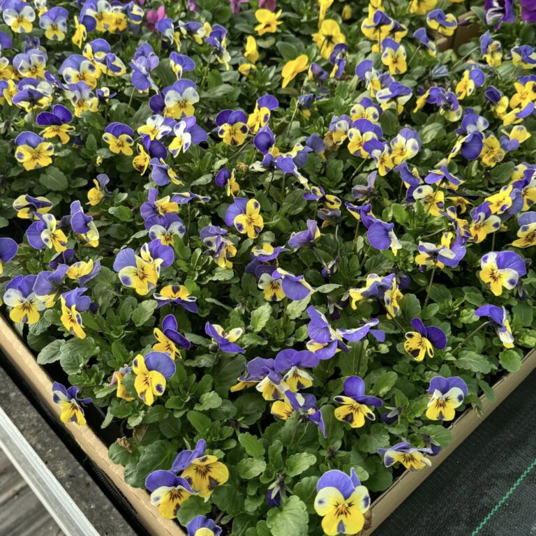 428629713_910396847761568_5502418990701083675_n